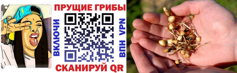 где найти наркотики  Ростов  Галлюциногенные грибы MAGIC MUSHROOMS 
